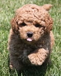 light golden mini goldendoodle